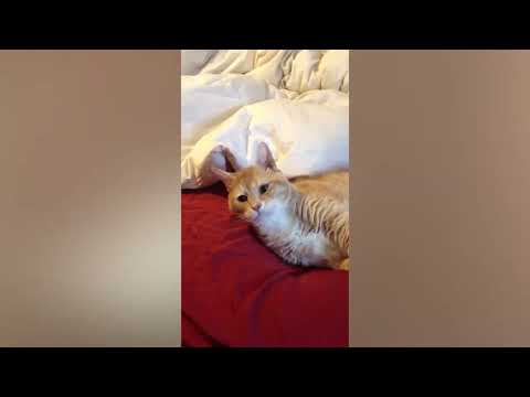 Funny Animal Videos - Funniest Cat Sleep Everywhere Videos | Funny Cat Videos #1