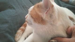 ～只今、静養中～
