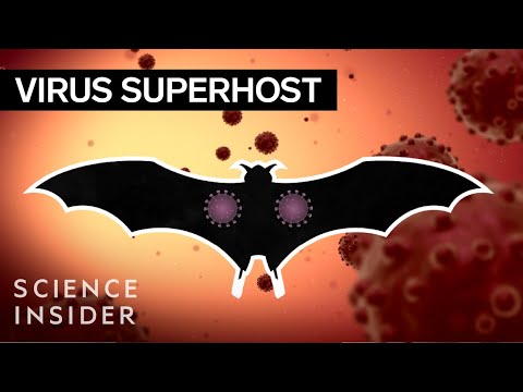 為什麼蝙蝠能抵禦這麼多病毒？ (Why Bats Can Fight Off So Many Viruses)