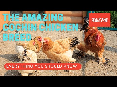 , title : 'The Cochin Chickens Breed, Facts You Should Know (HD Quality)'