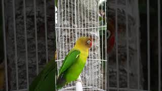 Download lagu LOVEBIRD MEMANGGIL TEMAN | #shorts mp3 Download lagu LOVEBIRD MEMANGGIL TEMAN | #shorts mp3