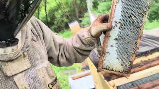 Draw Combs While Making Honey!