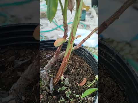 メキシコオレンジの木をどこに置く？それが十分に繁栄するのに最適な場所はどこですか？  庭園