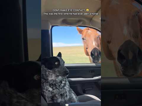 When your dog sees other animals for the first time... #funnydogs #dogshorts #animals #funnyanimals