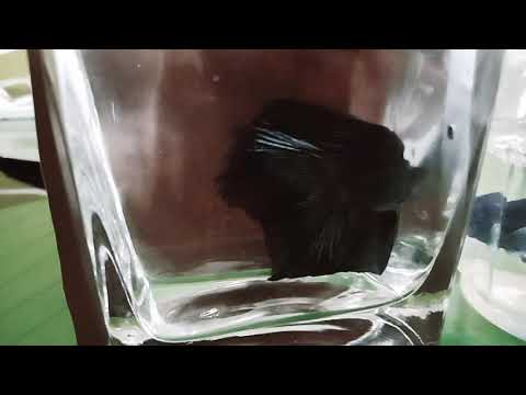 Imported bettas, size: 3 inches