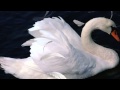 2002 - Flight of the Swan