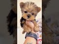 Top 5 Reasons Why You Should Get A Yorkie