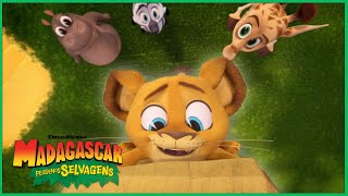 Alex Está no Topo do Mundo! | DreamWorks Madagascar em Português