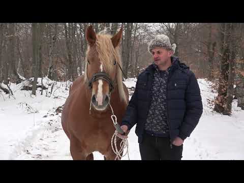 Armasarul Tedy a lui Catalin de la Tomnatic, Bihor - 2022 Nou!!!