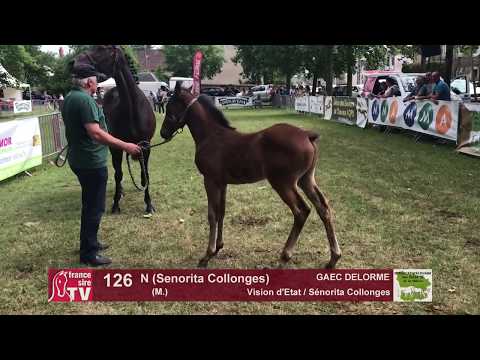 Sprinter Sacré Show 2018 : Lot 126 - N (Senorita Collonges)