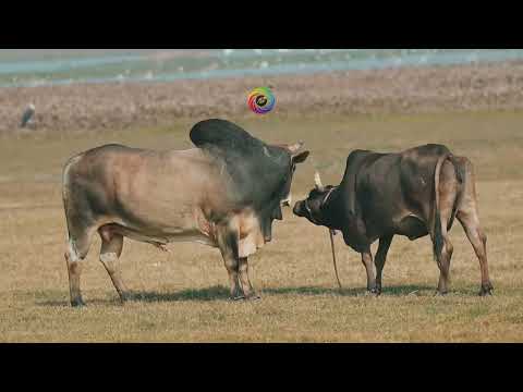Cow mating 