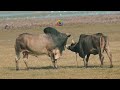 Cow Mating