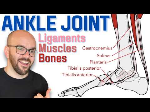 Anatomy of the Ankle Joint | Bones, Ligaments, and Muscles