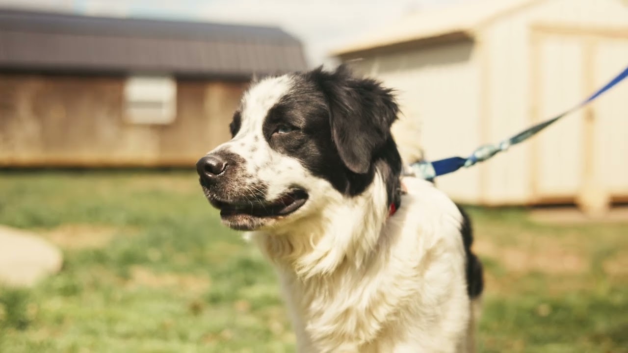 Enlarge Monty - Transport, a Adoptable mixed breed in Washington, PA video 6/6