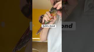 Green Cheek Conure Holding and Grab Training