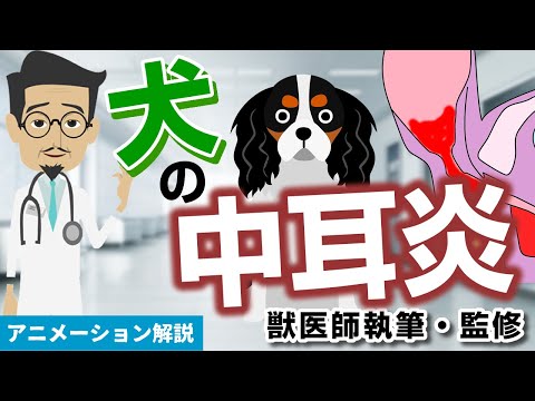犬の中耳炎 - 症状と治療法
