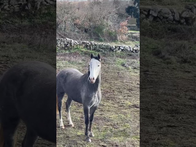 Se vende potra CDE con buenos or&iacute;genes