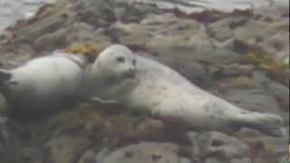 preview picture of video 'Harbor Seals (Phoca vitulina), Elk Head, Trinidad State Beach, Trinidad, California'