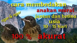 Download lagu How to differentiate between male and female magpie robins aged 10-15 days, identify them by thei... mp3 Download lagu How to differentiate between male and female magpie robins aged 10-15 days, identify them by thei... mp3