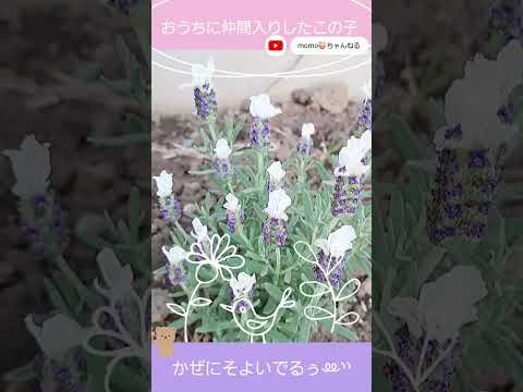 ラベンダーのメンテナンス: 芳香植物の世話をするために採用すべき重要な行動  庭園