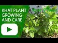 Khat Plant Growing And Care Edible And Medical