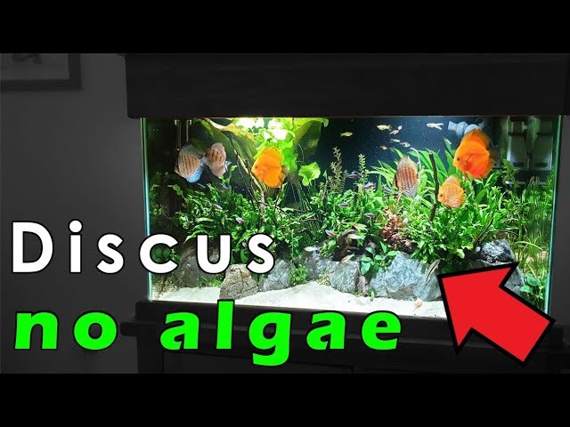 How To Clean A Planted Fish Tank || Step-By-Step