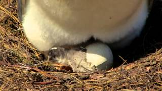 Download lagu Penguin Chick Hatching mp3
