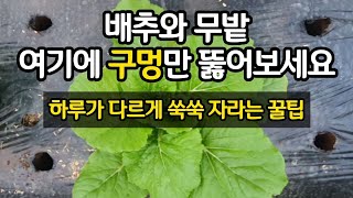 배추밭 무밭 여기에 구멍만 뚫어 보세요. 하루가 다르게 쑥쑥 자랍니다