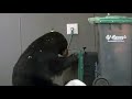 WATCH: Bear tries to break into garbage bin but fails