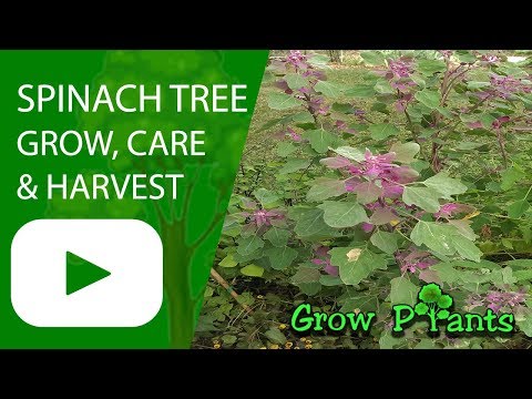 , title : 'Spinach tree - How to grow beautiful & edible leaves (Chenopodium giganteum)'
