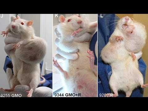 Milho transgênico pode provocar tumor