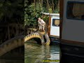 Anaconda Encounter On Amazon River Boat
