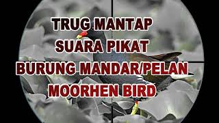 Download lagu SUARA PIKAT BURUNG MANDAR/PELAN/MOORHEN BIRD....MANTAP.. mp3 Download lagu SUARA PIKAT BURUNG MANDAR/PELAN/MOORHEN BIRD....MANTAP.. mp3