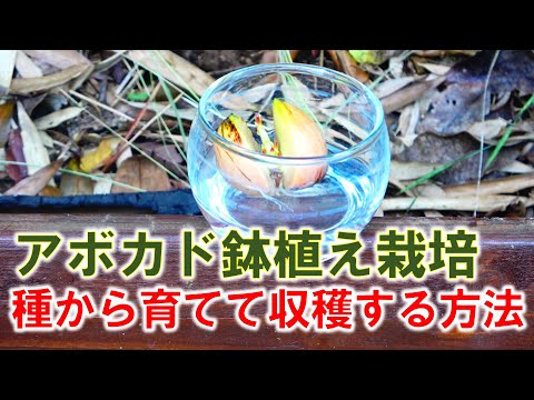 アボカドの木を地中で維持するにはどうすればよいですか?たくさんの実を収穫するための上手なお手入れの秘訣！  庭園