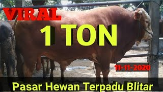 Download lagu SAPI MONSTER || PASAR DIMORO BLITAR || 1 TON mp3 Download lagu SAPI MONSTER || PASAR DIMORO BLITAR || 1 TON mp3