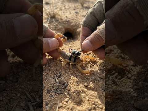 Desert Scorpion POV: Tiny Camera Reveals a Massive Hidden Underground Colony