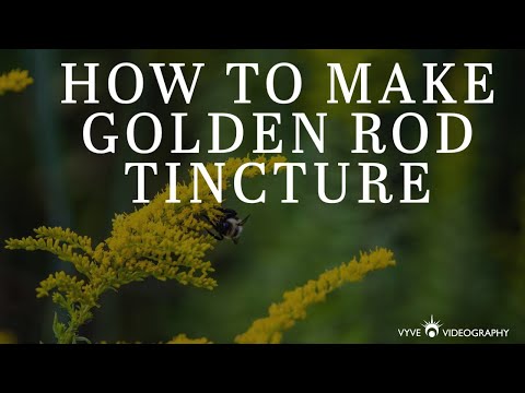 🌿HOW TO MAKE GOLDEN ROD TINCTURE😉