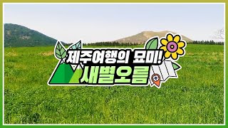[#온택트 숲여행] 제주여행의 묘미! 새별오름 오르기