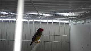 Star finch Singing(Neochmia ruficauda)