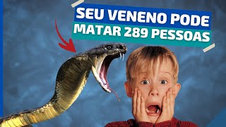  As 10 cobras mais perigosas do mundo 