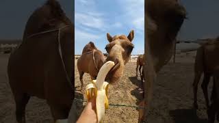 Chameau mangeant une banane 🤣🤣🤣🤣🤣 || mzk