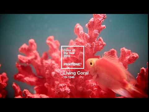download lagu mp3 mp4 Coral Color Watch, download lagu Coral Color Watch gratis, unduh video klip Coral Color Watch