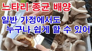 느타리 종균 배양. 일반 가정에서도 누구나 쉽게 배양 할 수 있어(버섯 재배.느타리 재배, 느타리버섯 재배,…