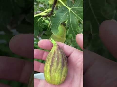 Longue d"Aout Fig Tasting #Fig #Gardening #Tree
