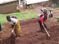 Community Gardening