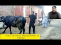 Step By Step Process Of Correcting Uterine Prolapse In Cow Dr M Sattar Ahmad