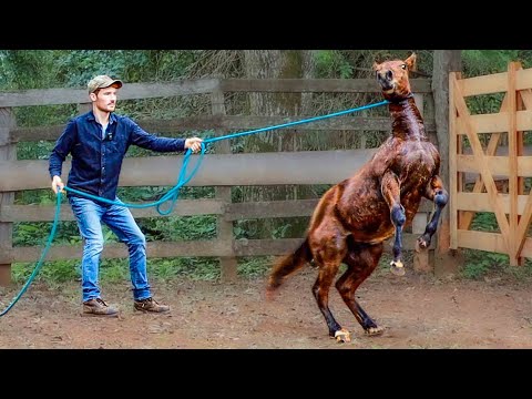 Training A Disrespectful Foal! (He's CRAZY!) | Foal Training [EP2]
