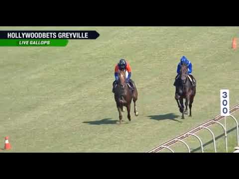 Linebacker & Seeking The Stars - Gallop 21/4/21