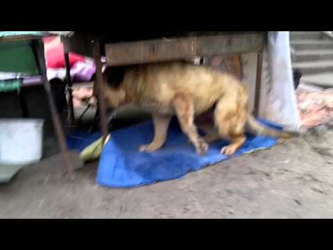 Cyklon G. charytatywnie dla zwierząt