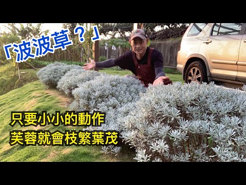 芙蓉種植方法
